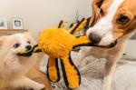 Dogs fight over a yellow octopus toy Concept image for alternative dispute resolution (adr).